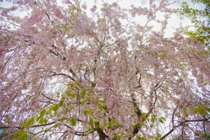 20180413-20180413ベニヤエシダレ　紅八重枝垂　桜